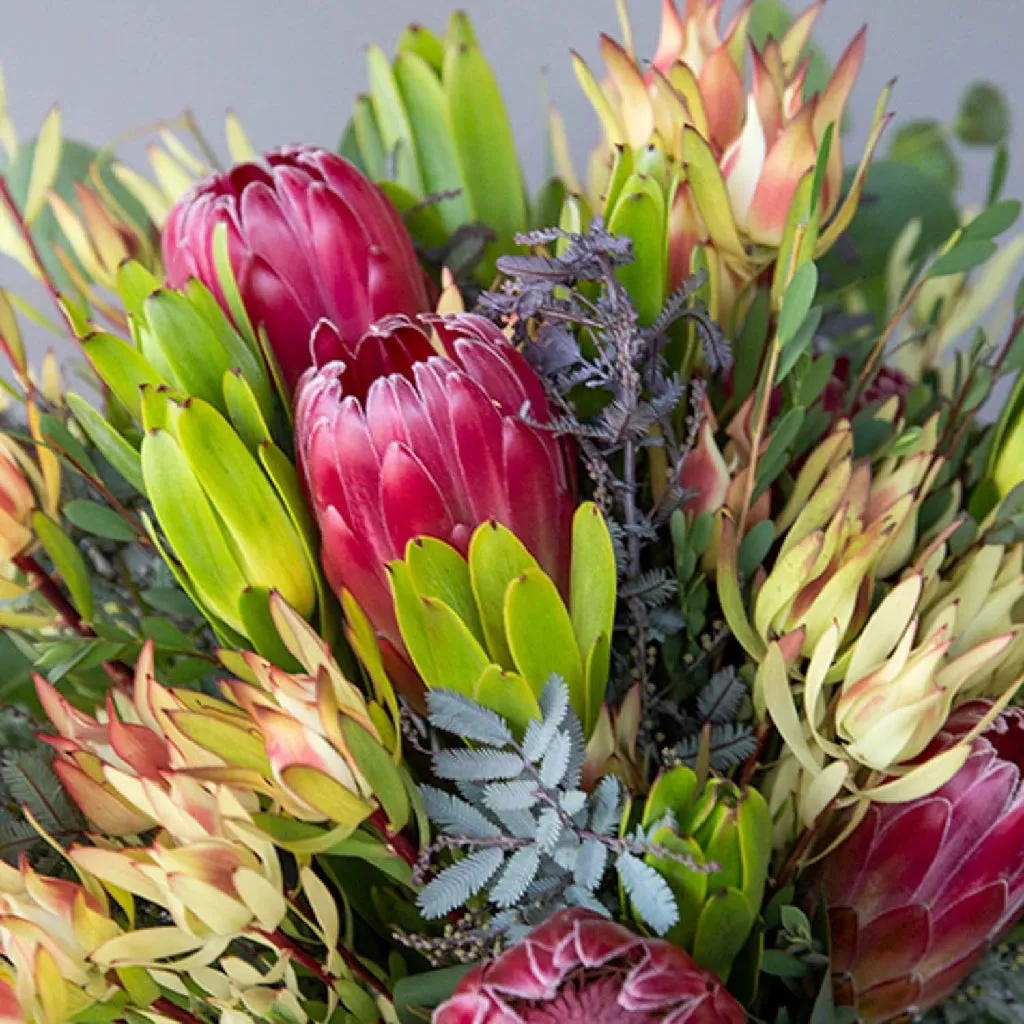 Creamy Peach Protea DIY Tropical Flower Kit